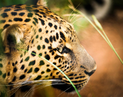 Expert Cape Leopard Treadright Trust Close Up