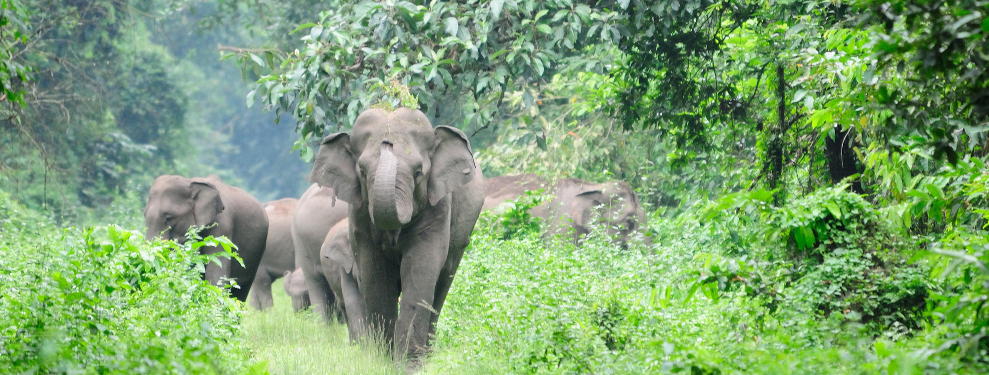 India Elephant Treadright Wildlife Sos Expert