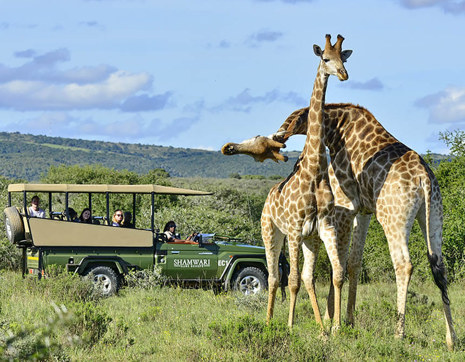 South Africa Shamwari Safari Giraffes (2)