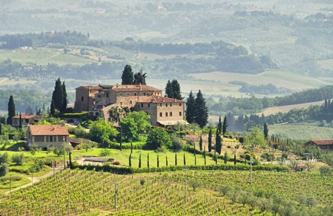 Vineyard in San Gimignano, Tuscany, Italy