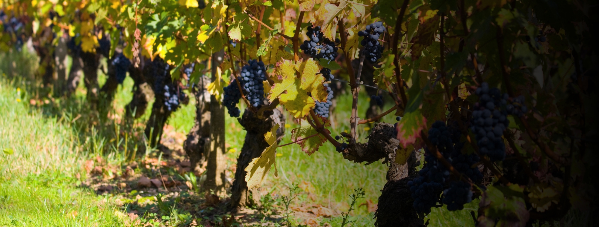 France Bordeaux Vineyard Vines Grapes Wine Tinted