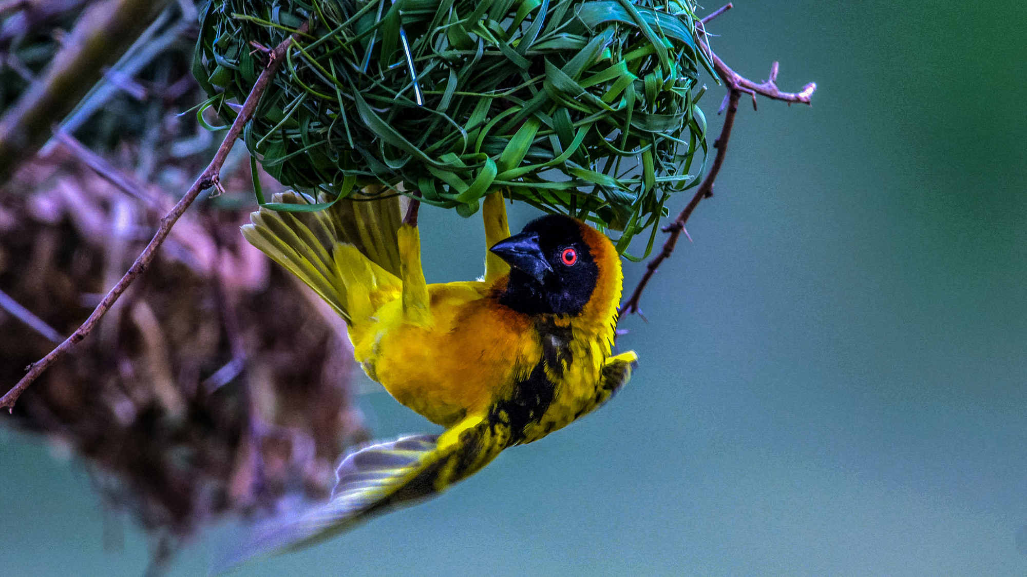 Africa Namibia Weaver Bird Next Expert Wildlife