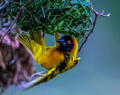Africa Namibia Weaver Bird Next Expert Wildlife