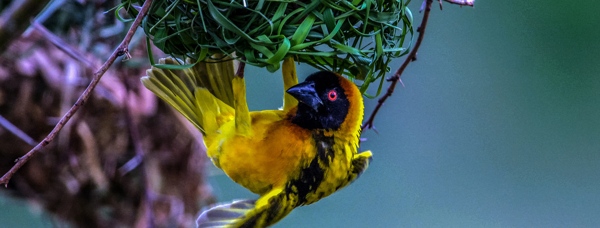 Africa Namibia Weaver Bird Next Expert Wildlife