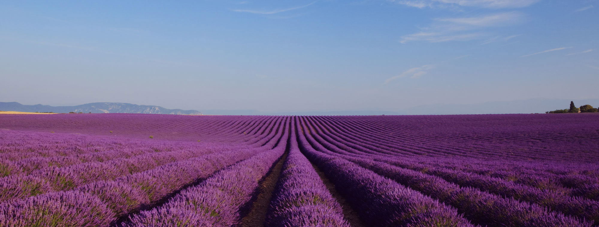 France Provence Countryside Lavender Blue Sky