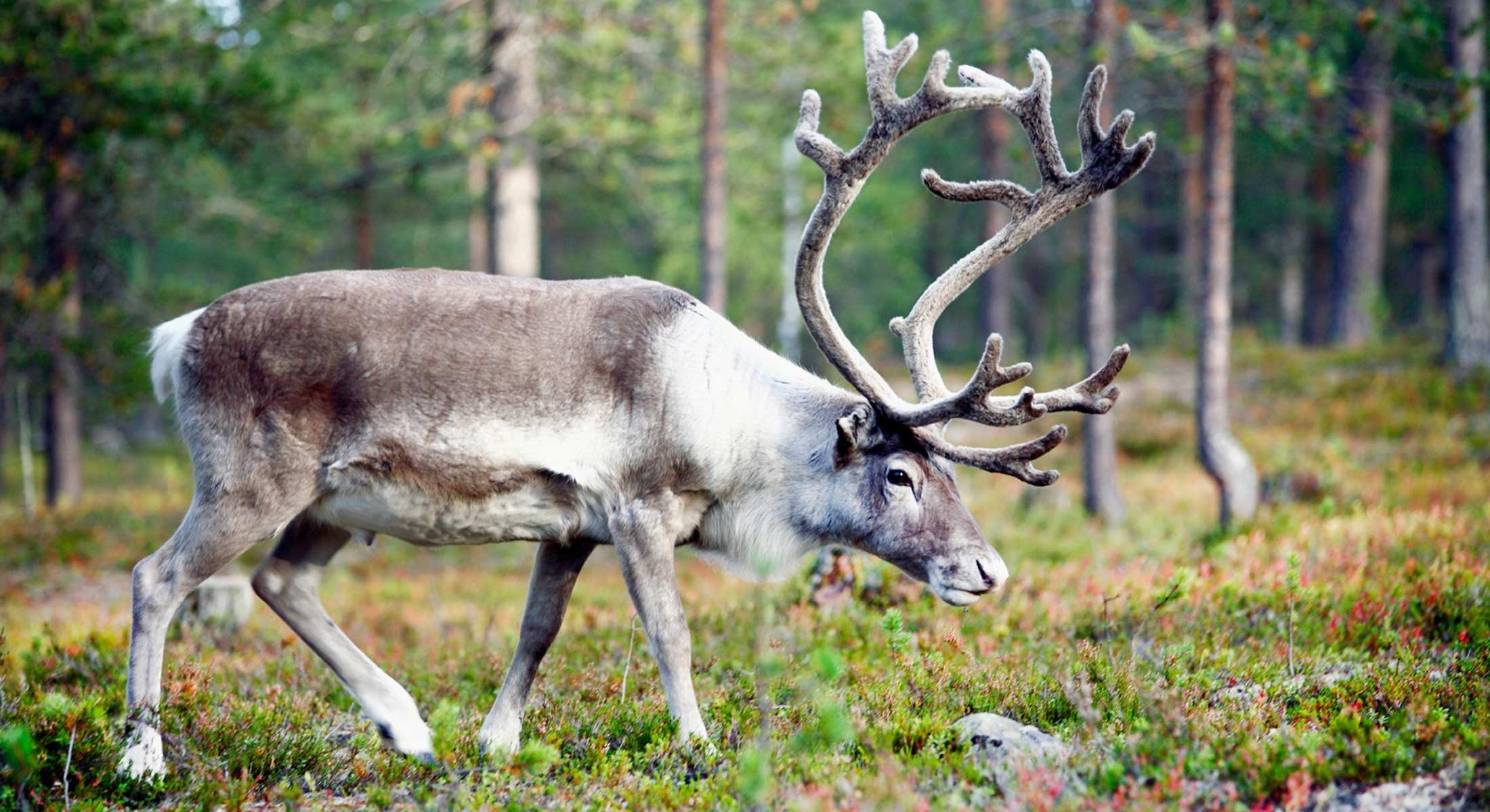 Scandinavia Summer Trips Wildlife