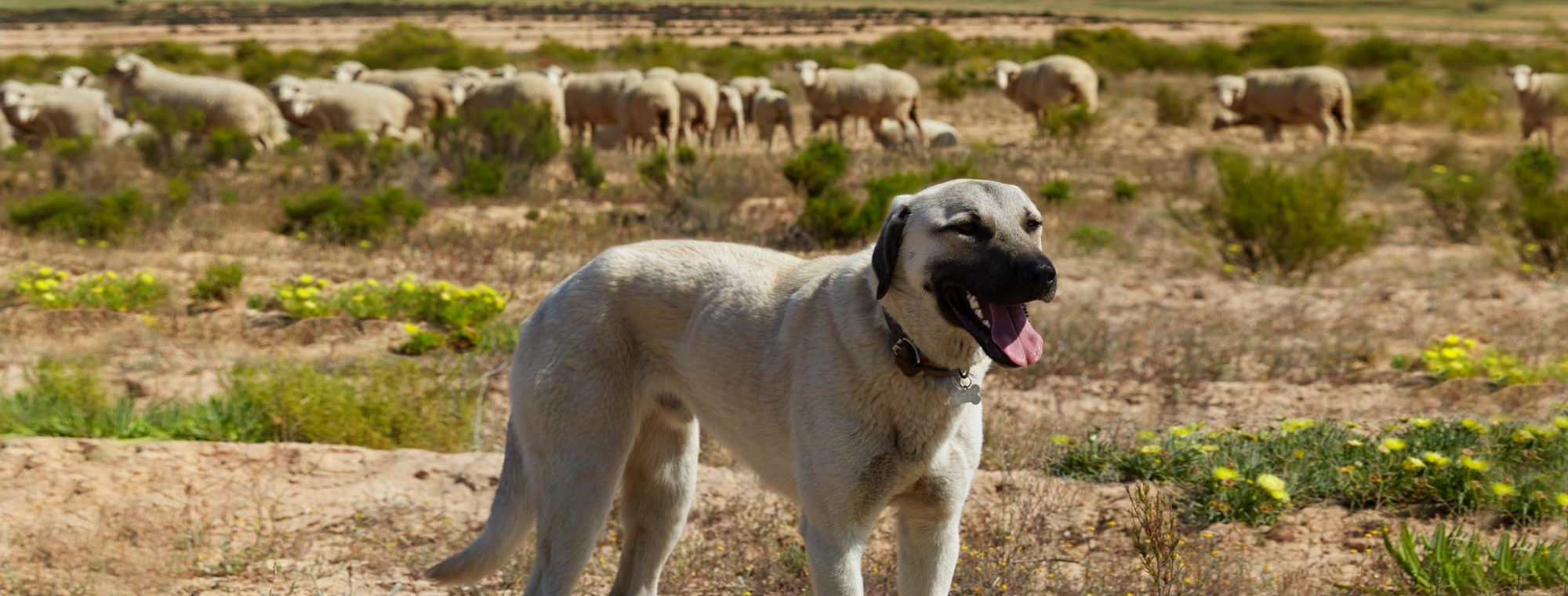 South Africa Treadright Wildlife Anatolian Shepherd Dogs Landscape