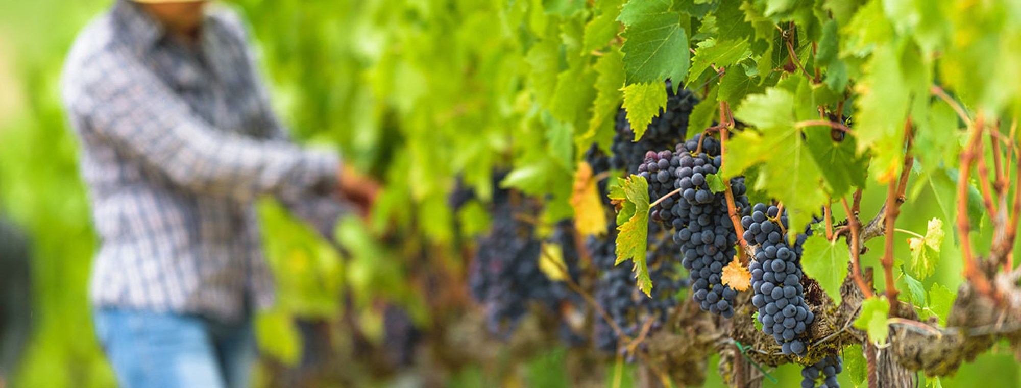 Ripe grapes hanging on vine, ready to be harvested in Napa Valley, California