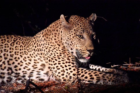 Leopard at night, South Africa