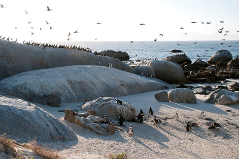 Boulders Beach with penguins and gulls, South Africa