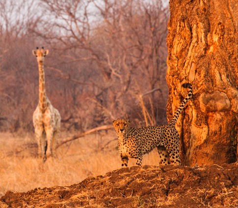 Cheetah and giraffe in South Africa