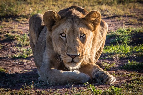 Crouching lioness, South Africa