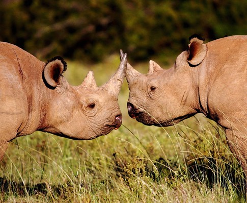 Two rhinos face to face on Shamwari Game Reserve, South Africa