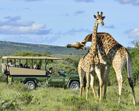 Two giraffes and safari vehicle on Shamwari Game Reserve, South Africa