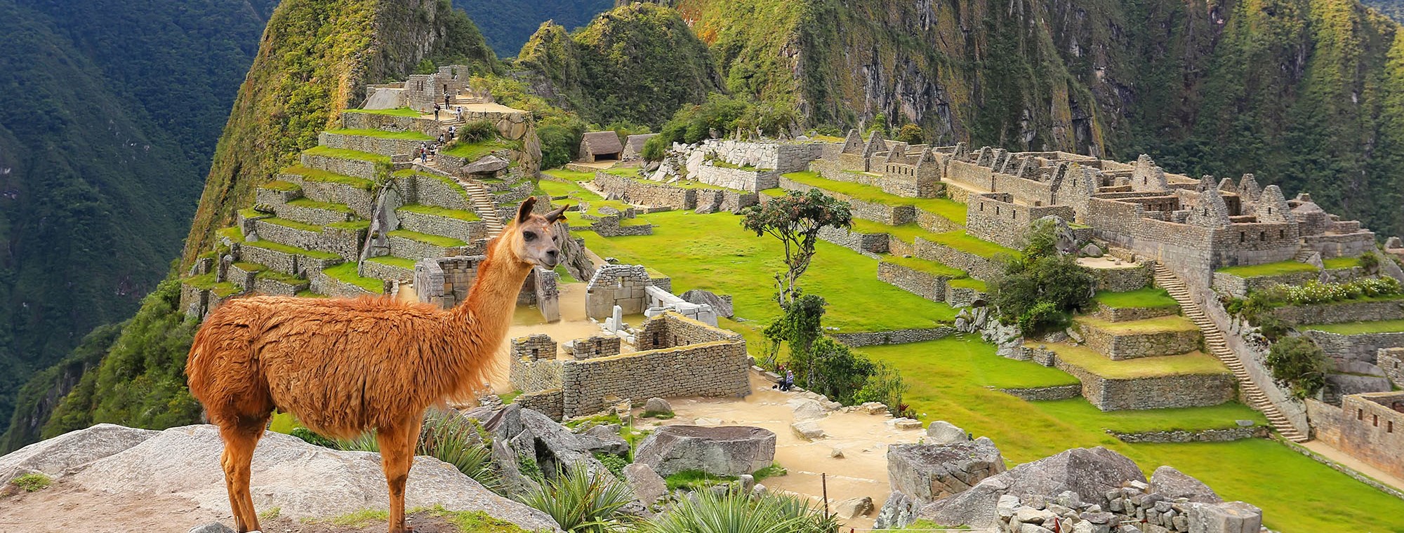 Machu Picchu with llama in foreground, Peru