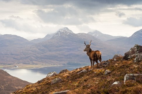 Deer on mountain in Scottish Highlands, Scotland