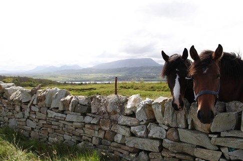 Horses at rock wall, Connemara, Ireland