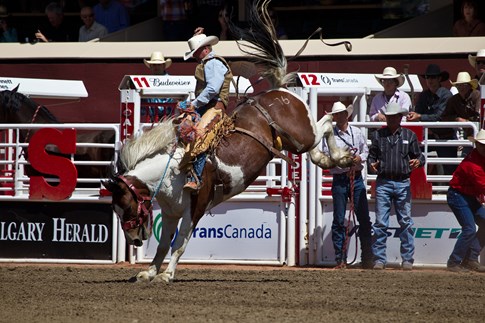 Rodeo cowboy on bucking horse during Calgary Stampede, Canada