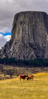 Devils Tower with cattle and cloudy sky, Wyoming