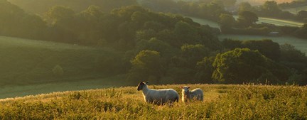 Sheep in Devon field at sunset, England