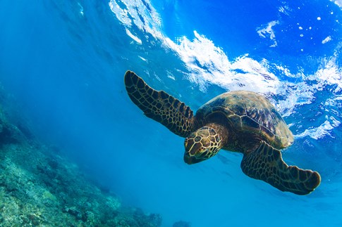 Sea turtle underwater, New Zealand