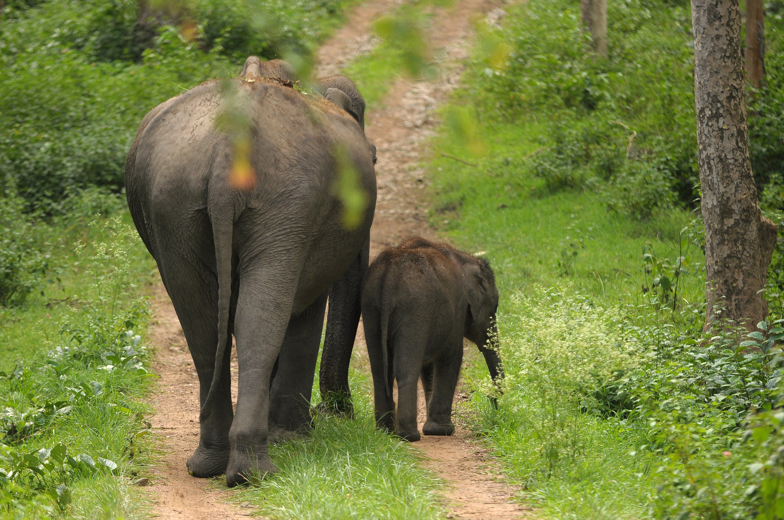 Expert Wildlife Sos India Elephant Treadright Calf Mother Forest