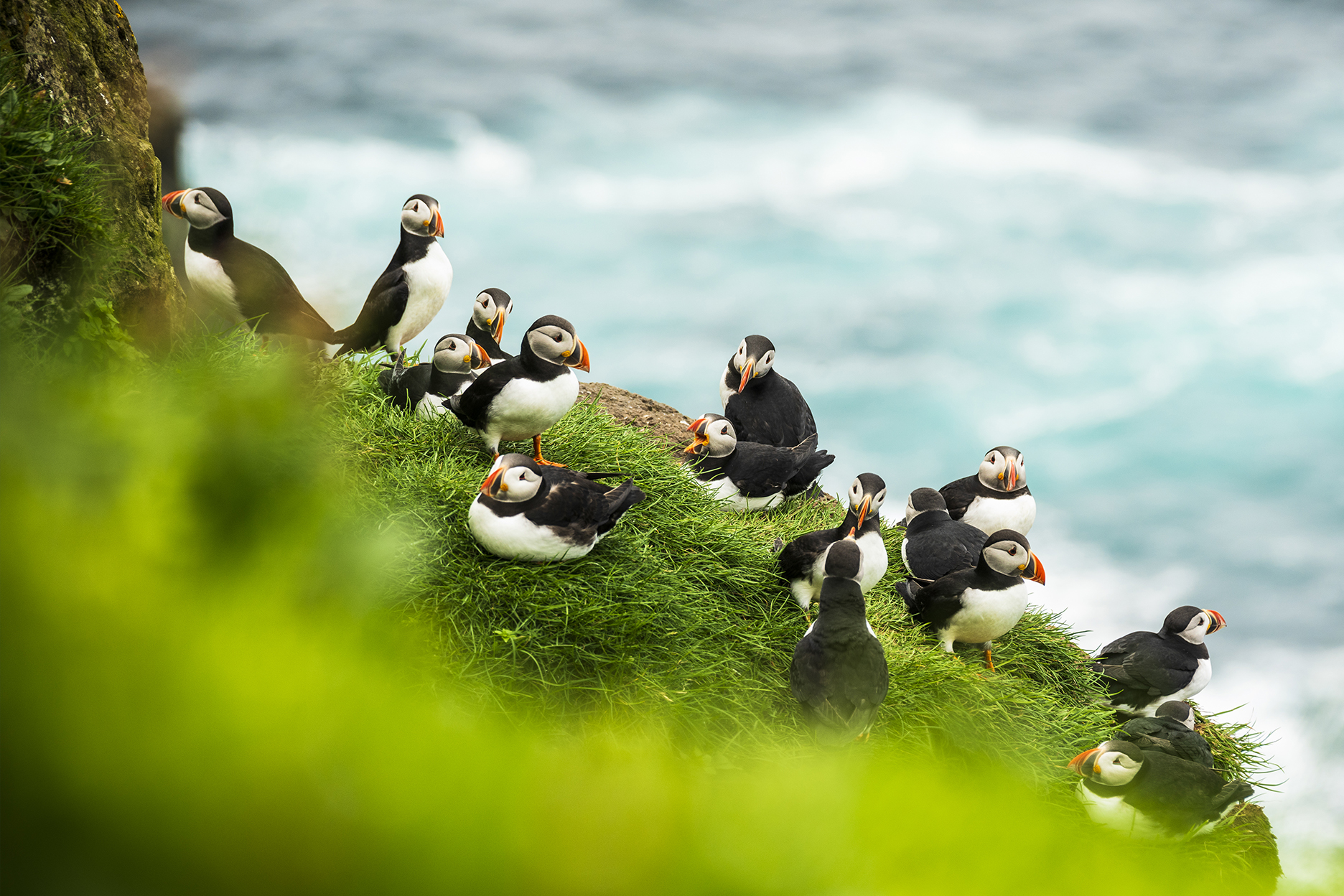 Atlantic Puffins Expert Travel Advice