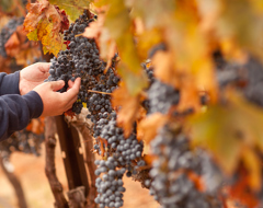 Italy Vineyard Vines Fall Harvest Grapes Vendemmia Expert Travel Advice