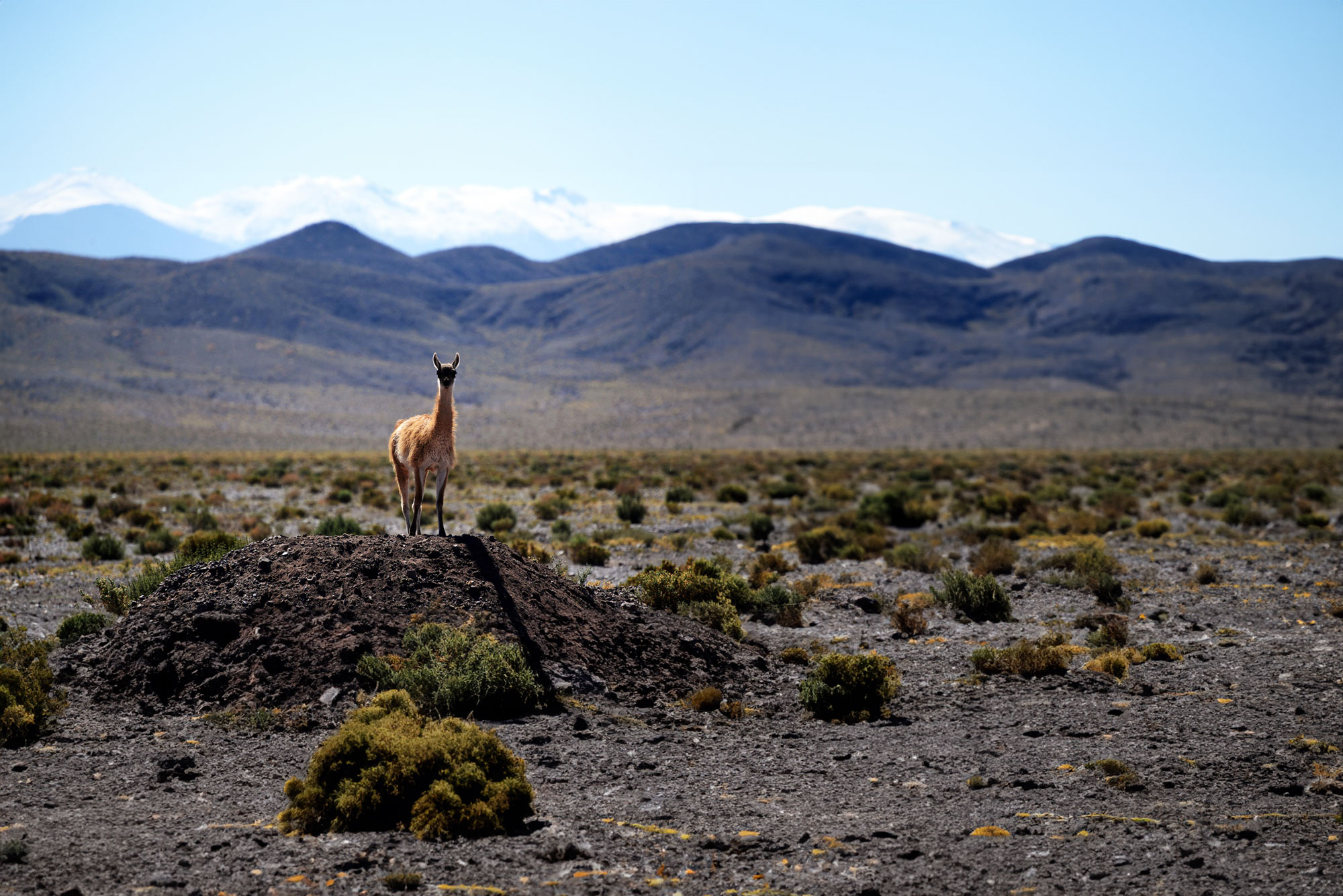 Chile Vicuna Llama Desert Blue Sky