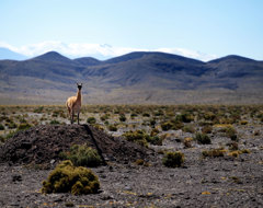 Chile Vicuna Llama Desert Blue Sky