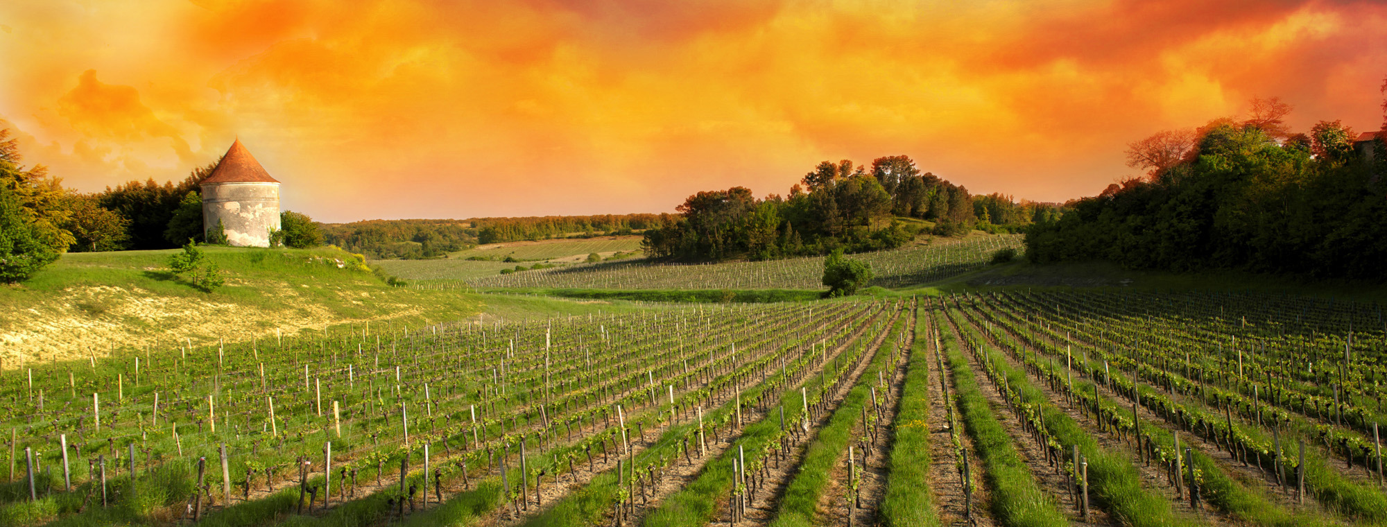 France Saint Emilion Vineyards At Sunset