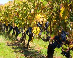 France Bordeaux Vineyard Vines Grapes Wine