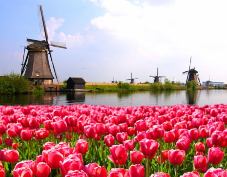 Netherlands Windmills River Pink Tulips