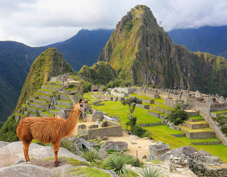 Peru Machu Picchu Llama (2)