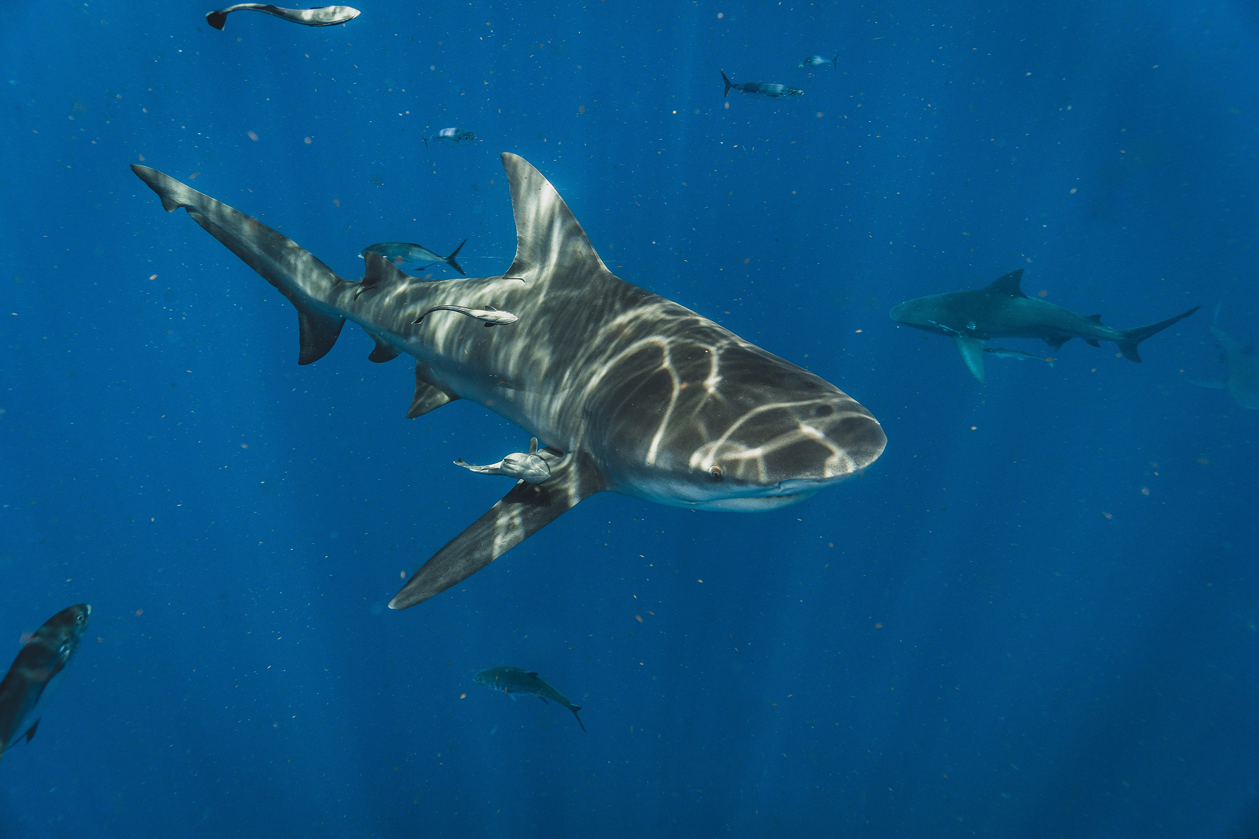 Treadright Shark Wildaid Wildlife Project Ocean Sea Under Water Expert