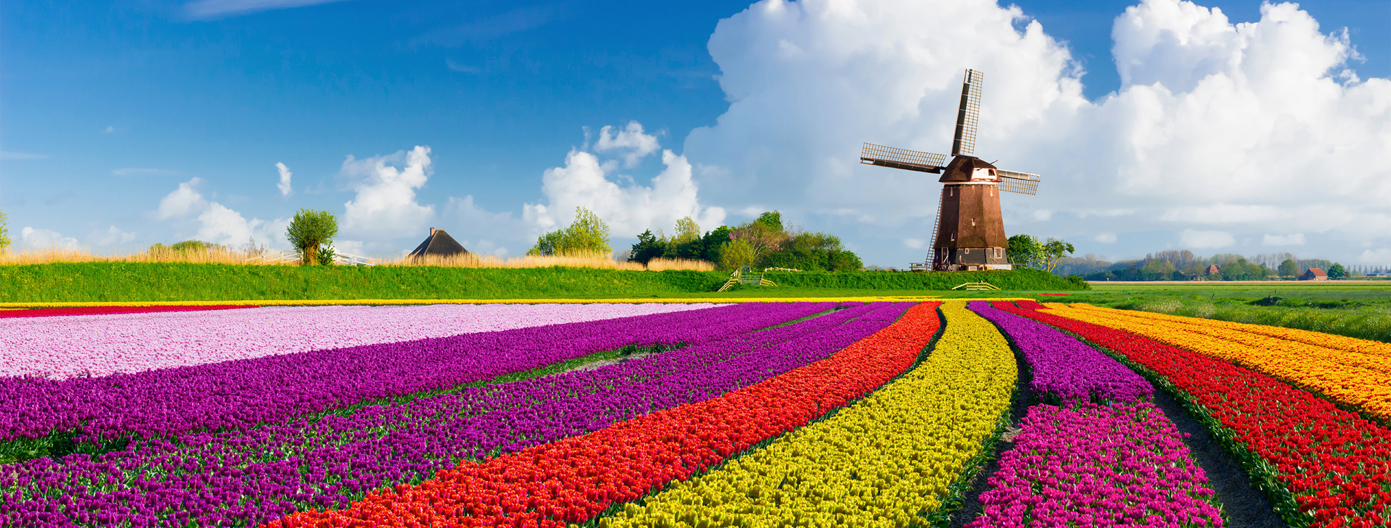 Netherlands Keukenhof Tulips Windmill Fields Colorful Flowers