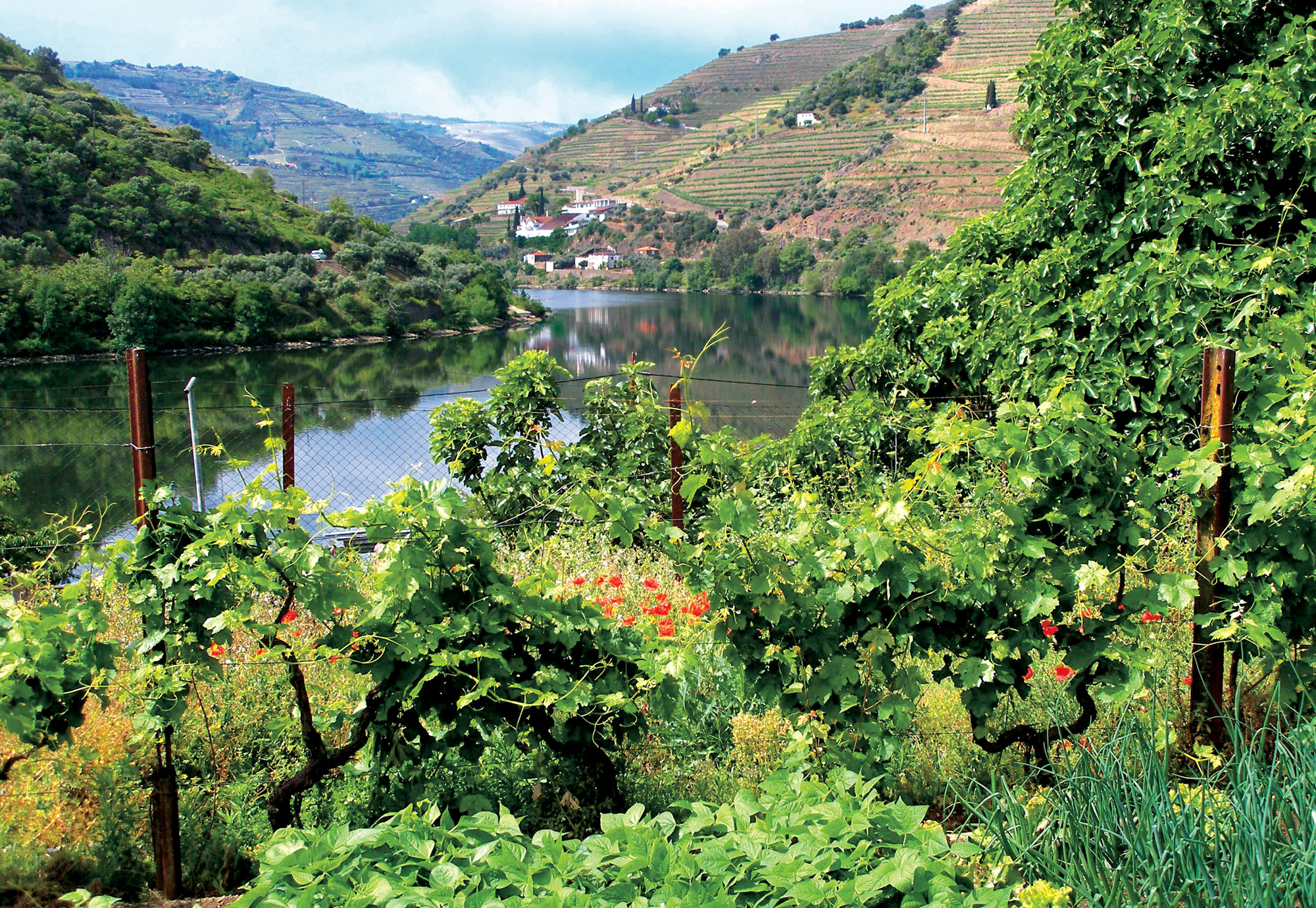Portugal Douro River Valley View