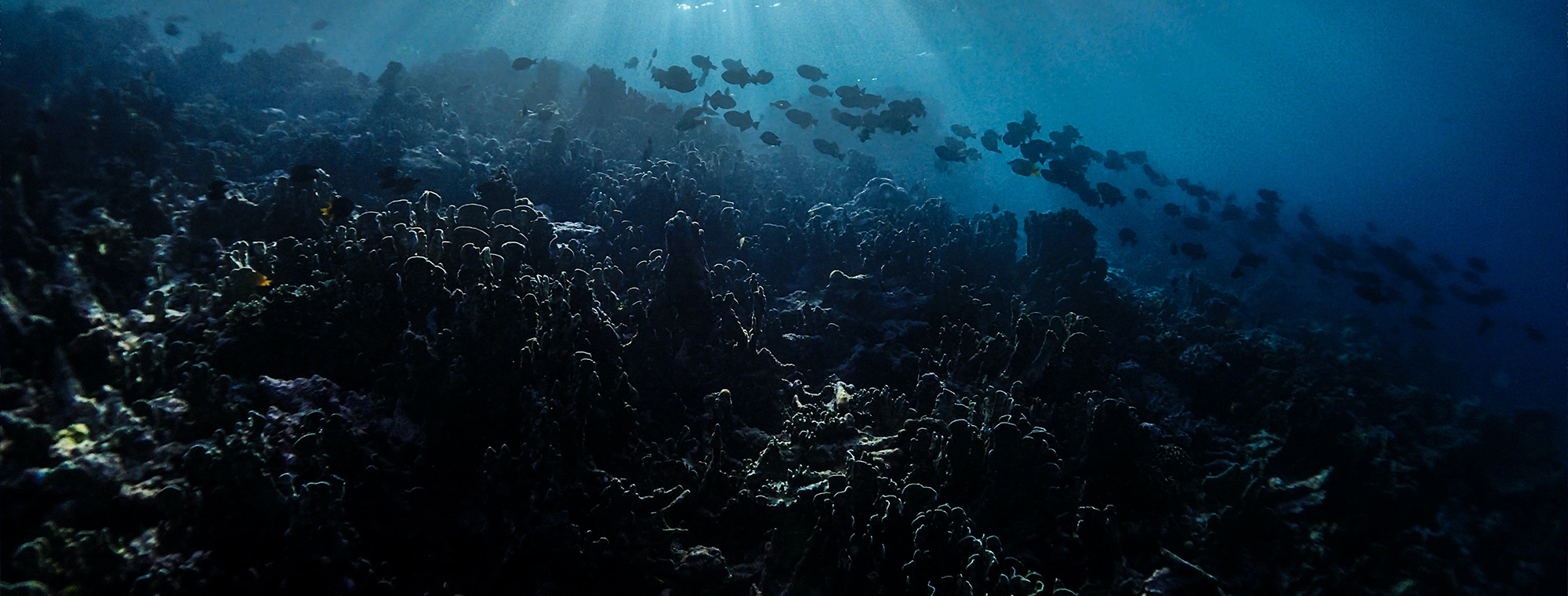 Asia Japan Underwater Diver Expert