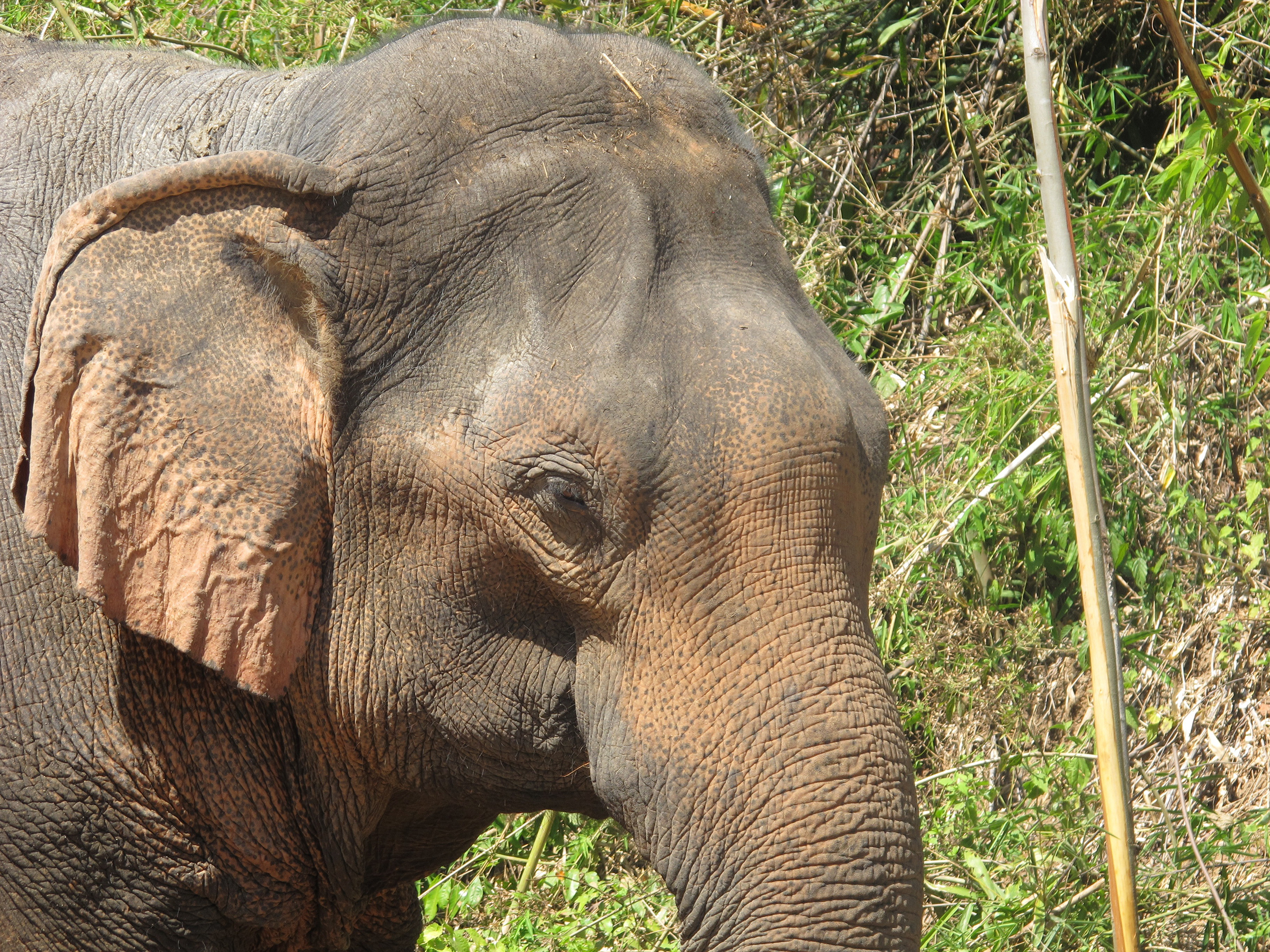 Expert Treadright Elephant Wildlife Sos Close Up India
