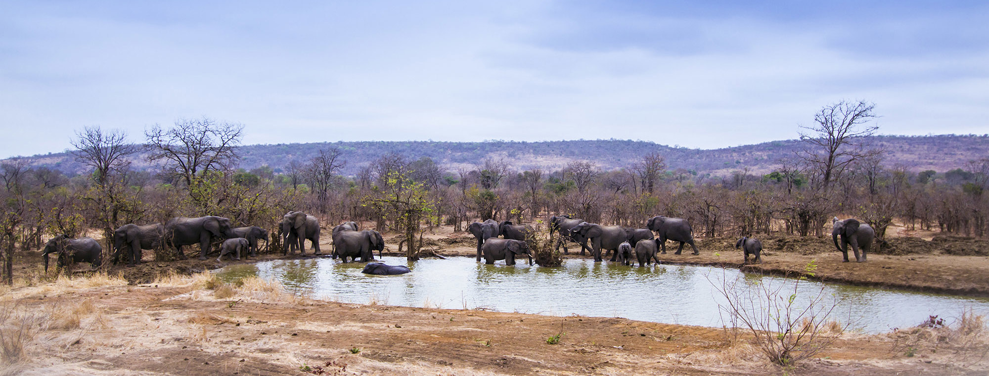 Africa South Africa Kruger National Park Elephants Watering Hole