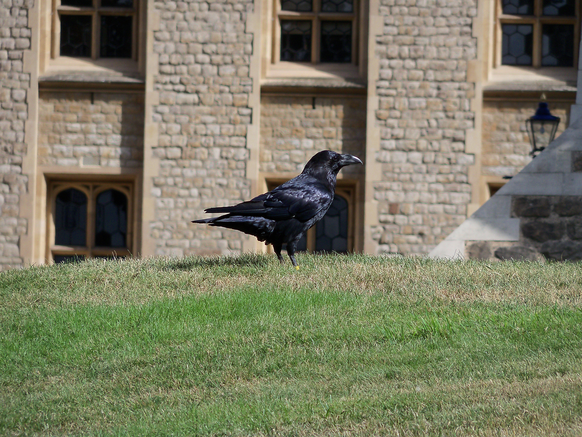 Expert Travel Advice On Sightseeing Raven Tower Of London Uk Great Britain England Bird Grass Ground