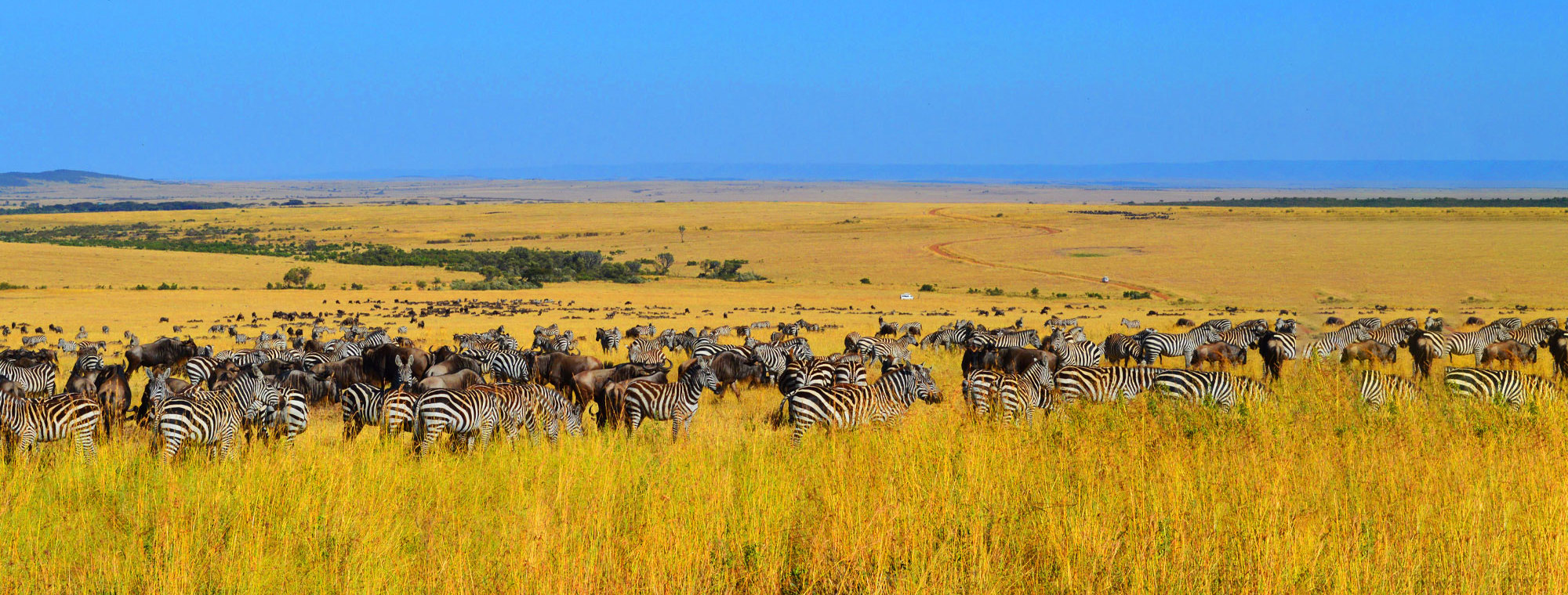 Zebras Safari Kenya Africa