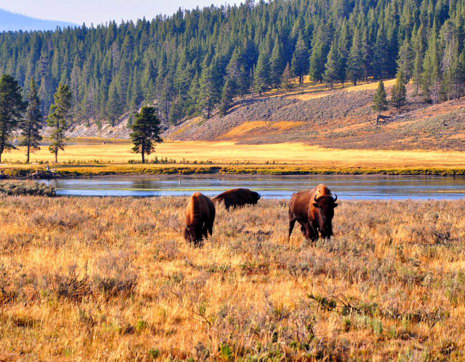 Usa Yellowstone National Park Buffalo