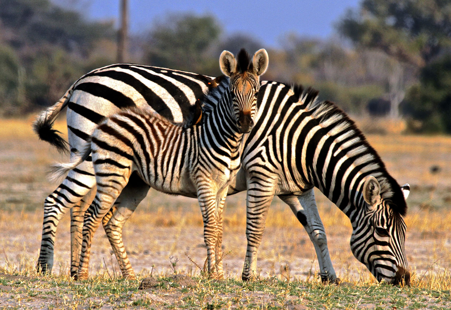 South Africa Zebra And Foal (2)