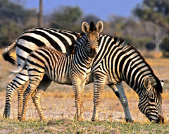 South Africa Zebra And Foal (2)