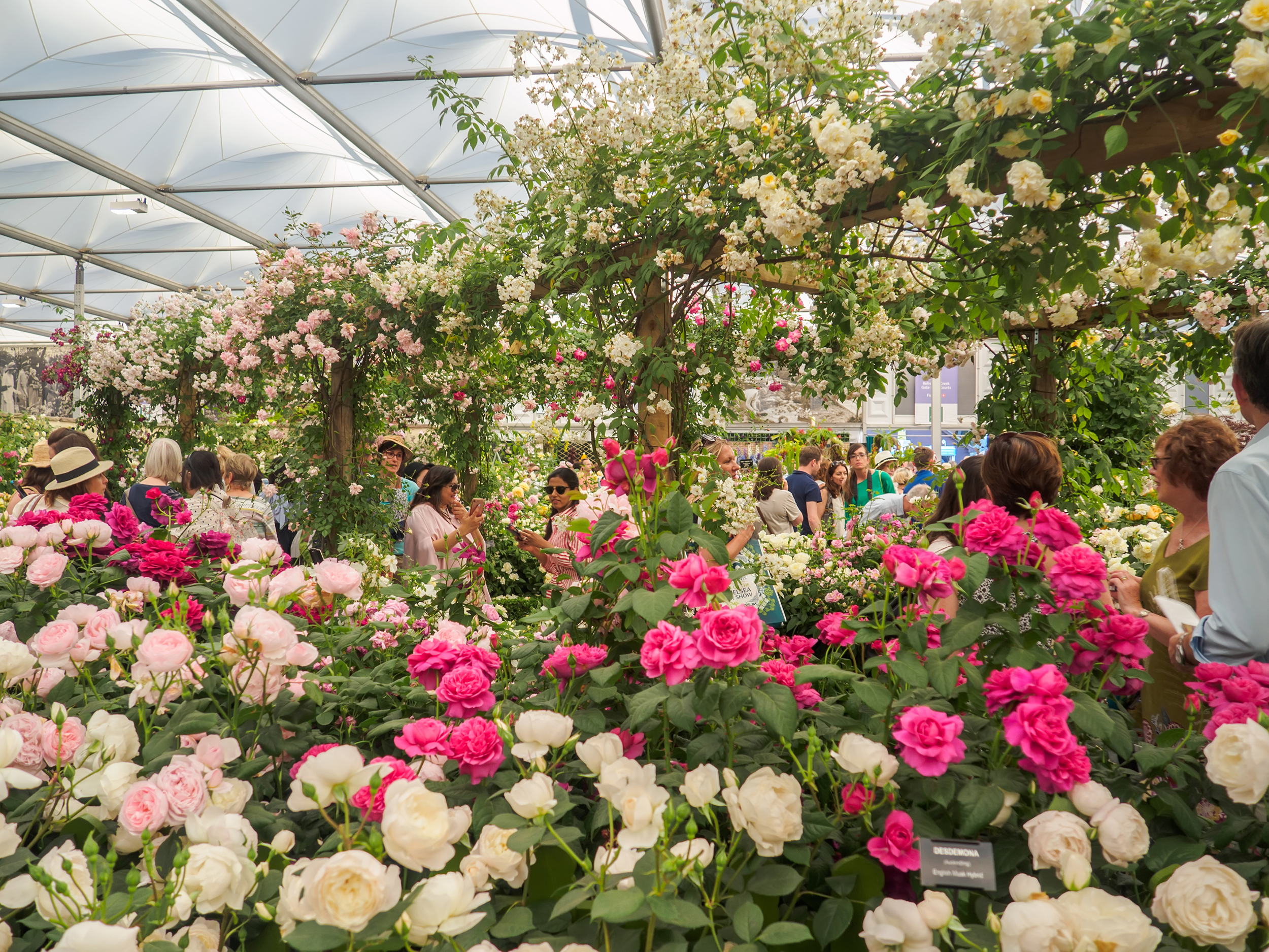 Great Britain England London Chelsea Flower Show Expert