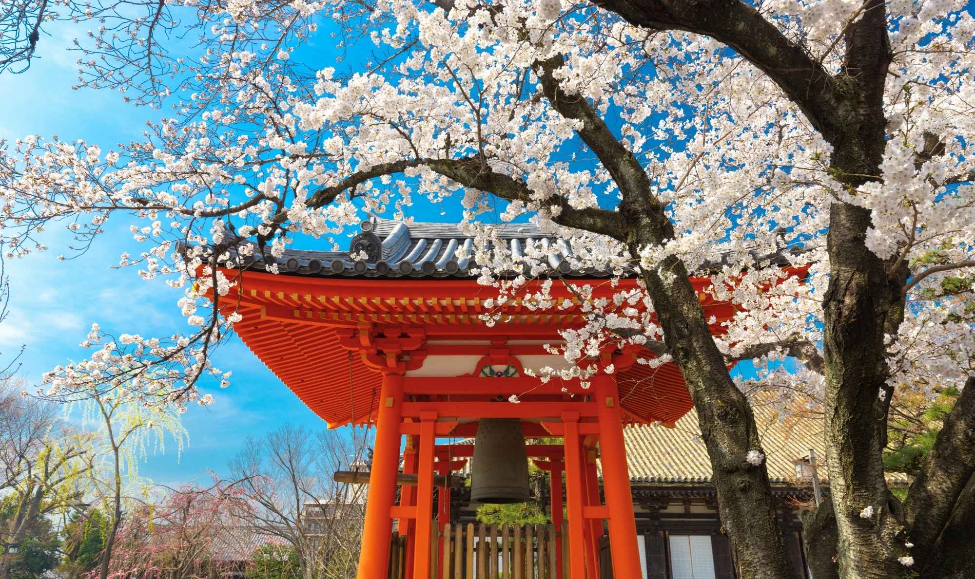 Japan Kyoto Temple Blossoms Expert Travel Advice Iconic Photos To Take Around The World