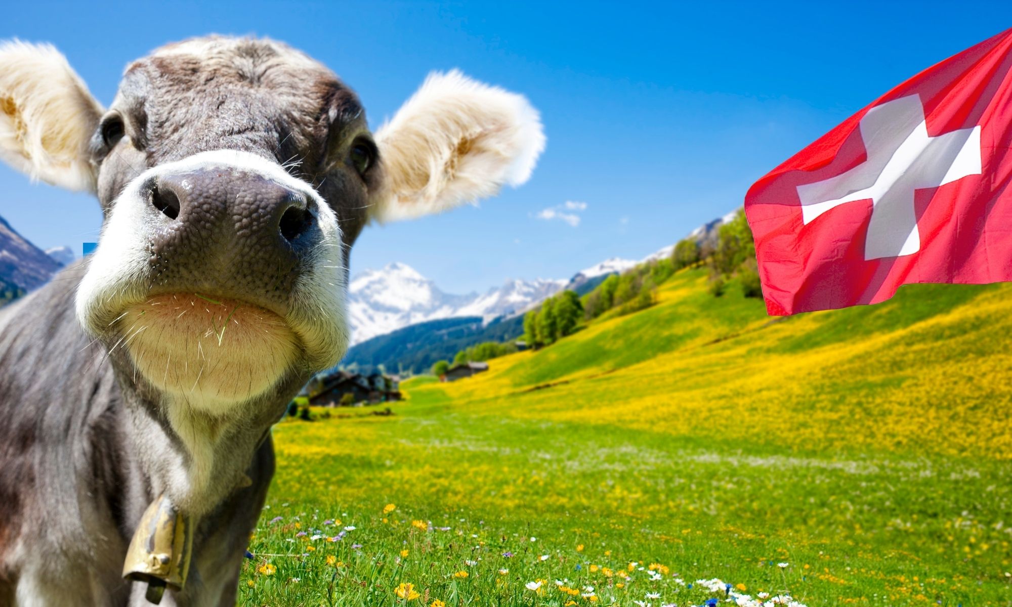 Swiss Cow Chocolate History Expert Advice