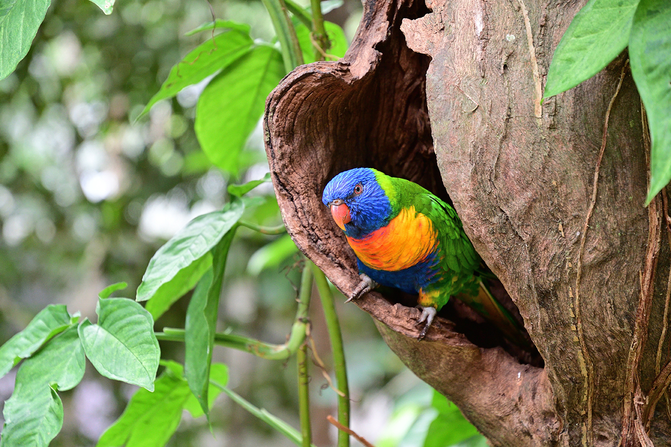 Visit Daintree Rainforest Western Australia To See Birds Wildlife Expert Travel Advice Best Places Go (1)