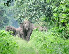 Expert India Elephant Treadright Wildlife Sos